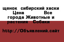 щенок  сибирский хаски › Цена ­ 12 000 - Все города Животные и растения » Собаки   